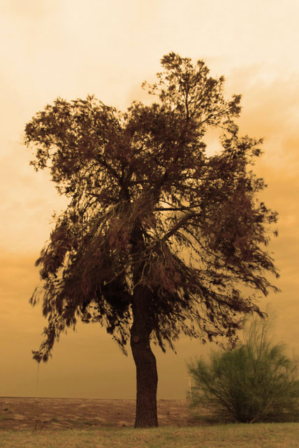 Dead Pine and Dark Sky #3 Sepia